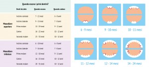 Dentista bambini Roma Il Bimbo Sorridente • Schema denti da latte